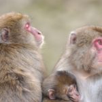 高崎山自然動物園