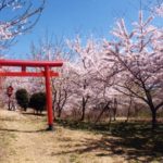 由布ゆのひら森林公園